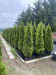 Tuja szmaragd w donicy 200-250 cm