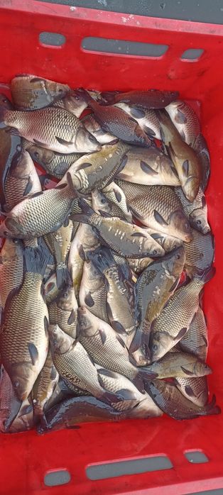 Karp zarybieniowy (narybek)