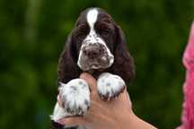 Springer Spaniel Angielski ZKwP FCI