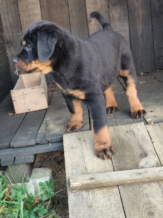 Rottweiler z rodowodem