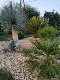 Palmy różne gatunki ,Yucca, Rostrata, Faxoniana, Gloriosa,Cykas,Agawa