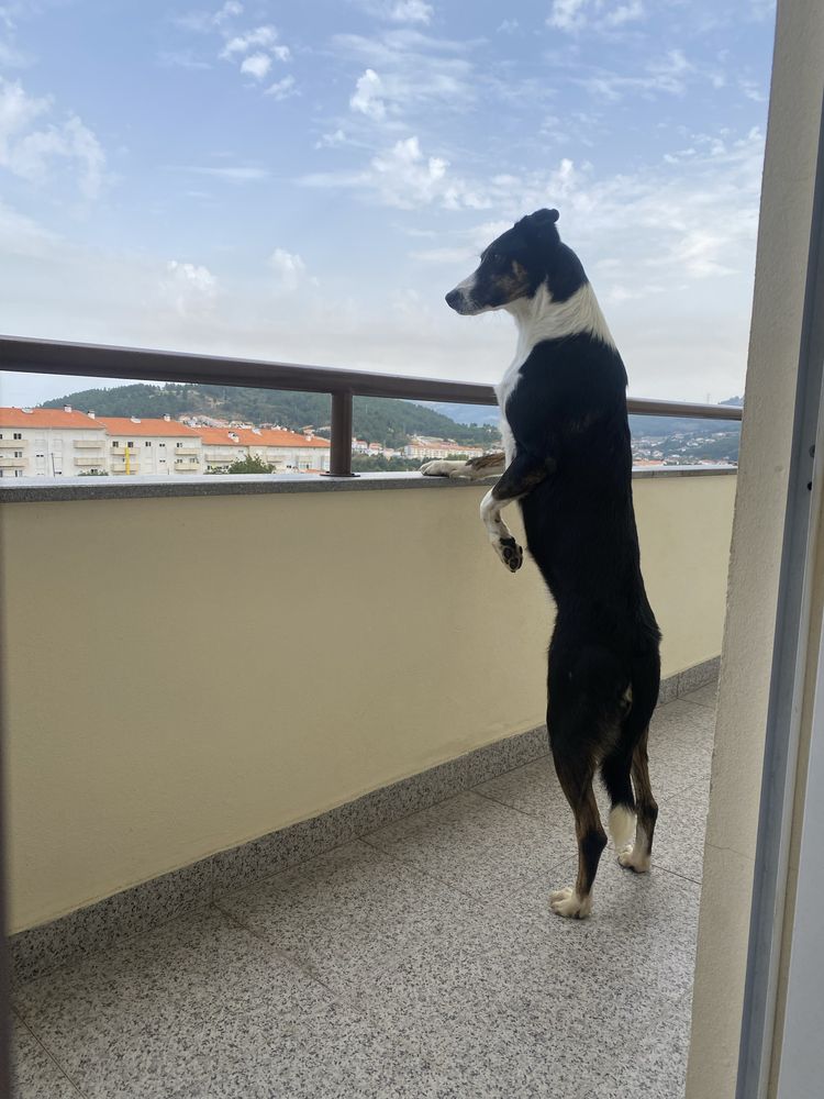 Adotar cadela muito meiga
