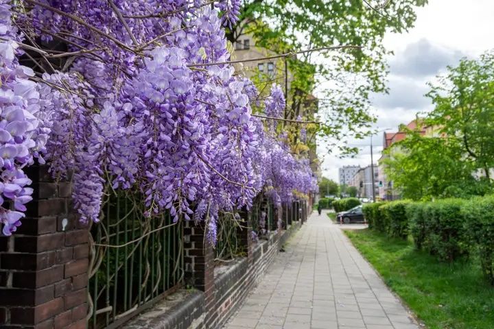 Do sprzedania lokal użytkowy z ogródkiem. Willowa lokalizacja. Parking