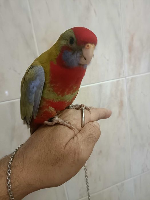 Rosela vermelha penante criada a mao