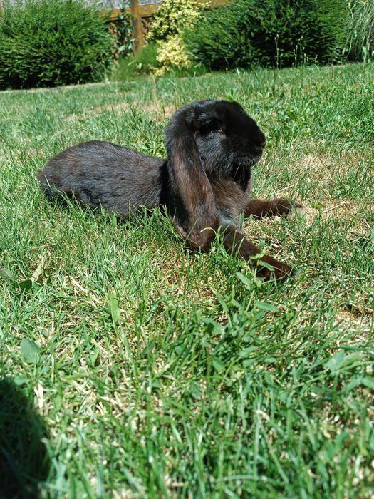 Кролик ФБ 2 та 3+ місяці. Ціна за кроля(не вагу)