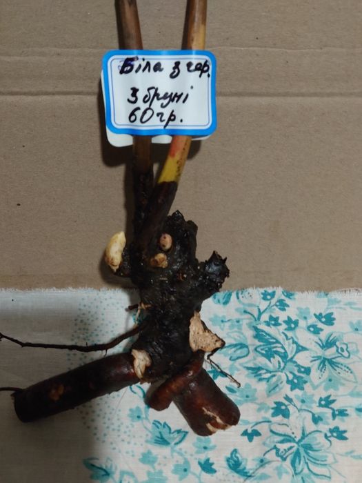 Півонії білого кольору Festiva Maxima, бордова Felix Crousse