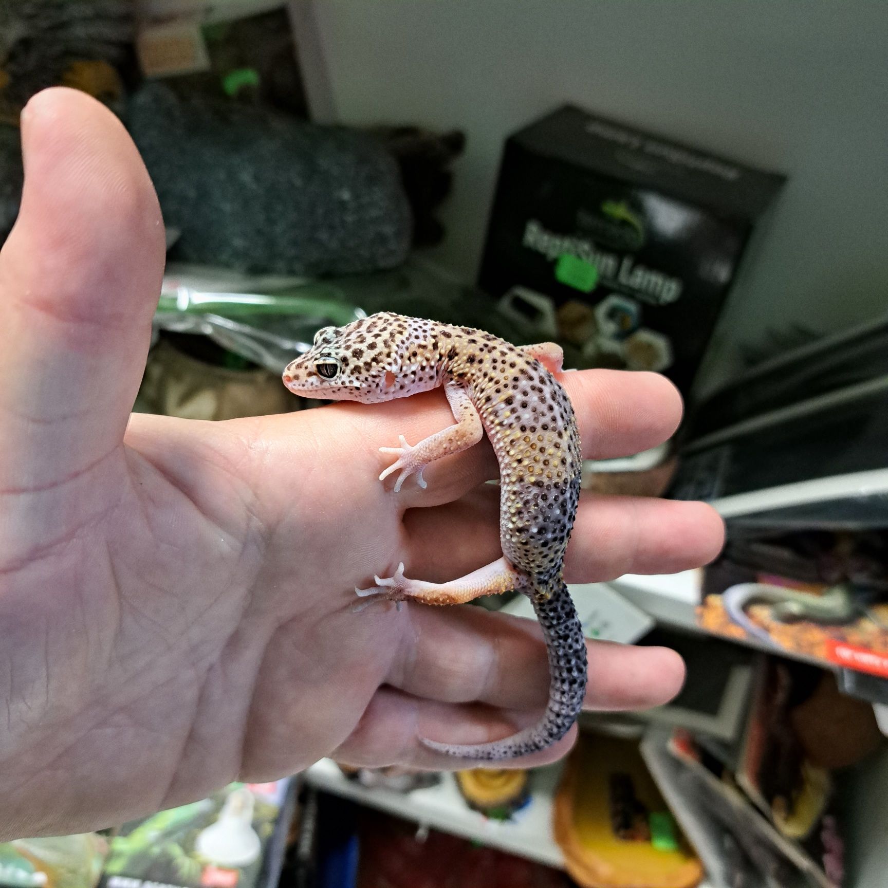 Gekon Lamparci w PAWIK.PL sklep zoologiczny Rzeszów