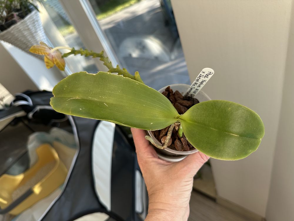 Phalaenopsis Yaphon Nice Girl x Zheng Min Tyrannosaurus