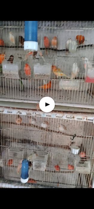 Canários venda e periquitos