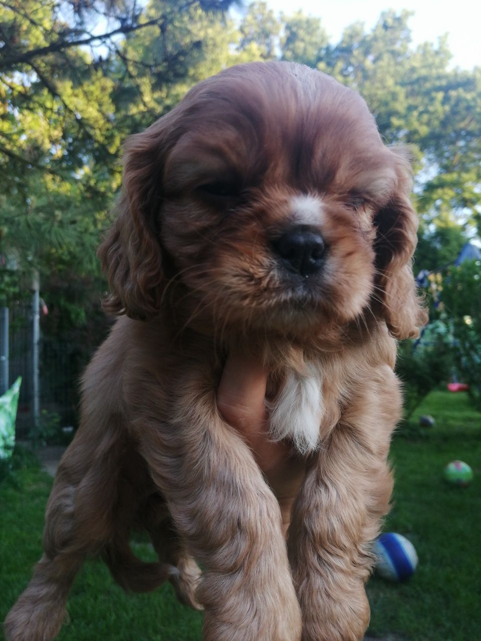 Sunia Cavalier King Charles Spaniel ruby