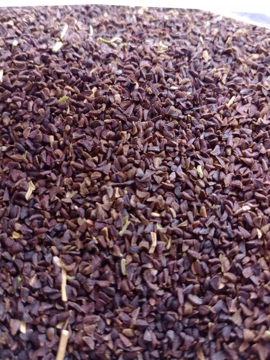 Sementes de arruda da síria (syrian rue) peganum harmala  seeds