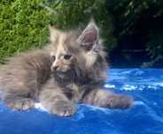 Maine Coon -Niebieska  Dymna Szylkretka!