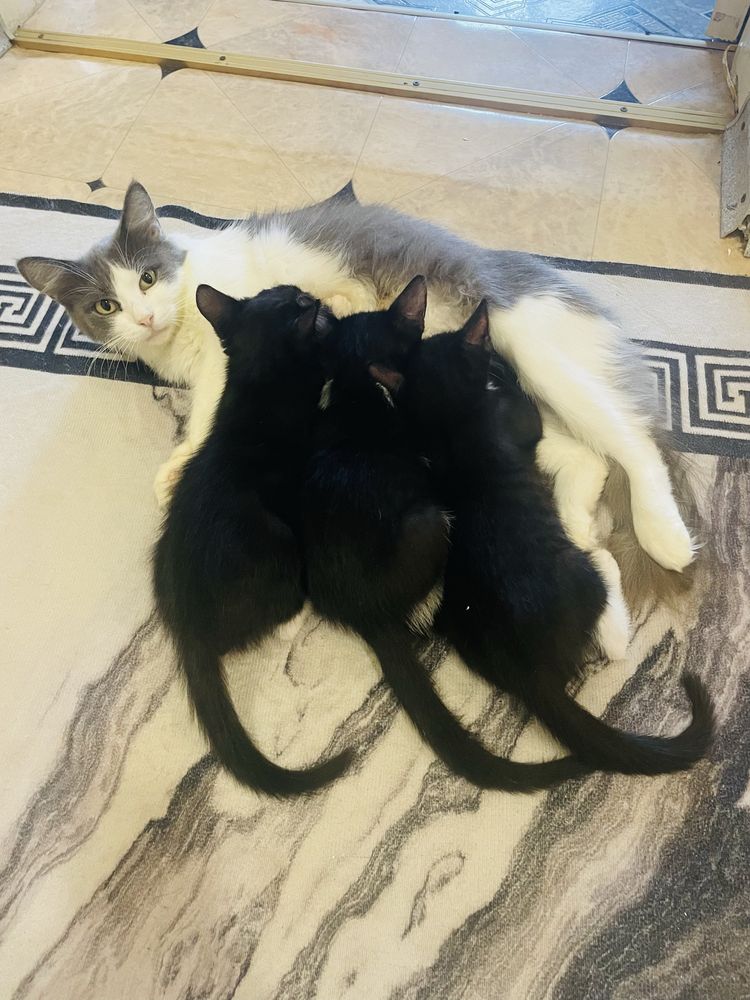 Котята шукають родини