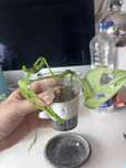 Monstera monkey / monstera adansonii
