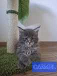 Kociaki Maine Coon
