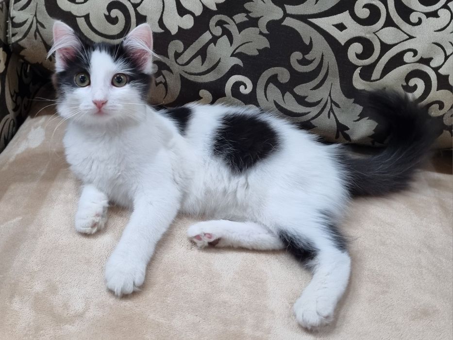 Котенок девоч стерил