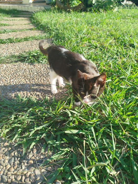 Gatinha pequena preta e branca com 3 meses