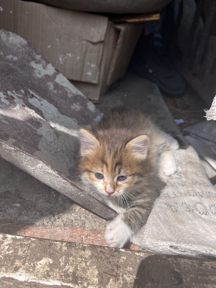 Кошенята віддам в добрі руки (безкоштовно)