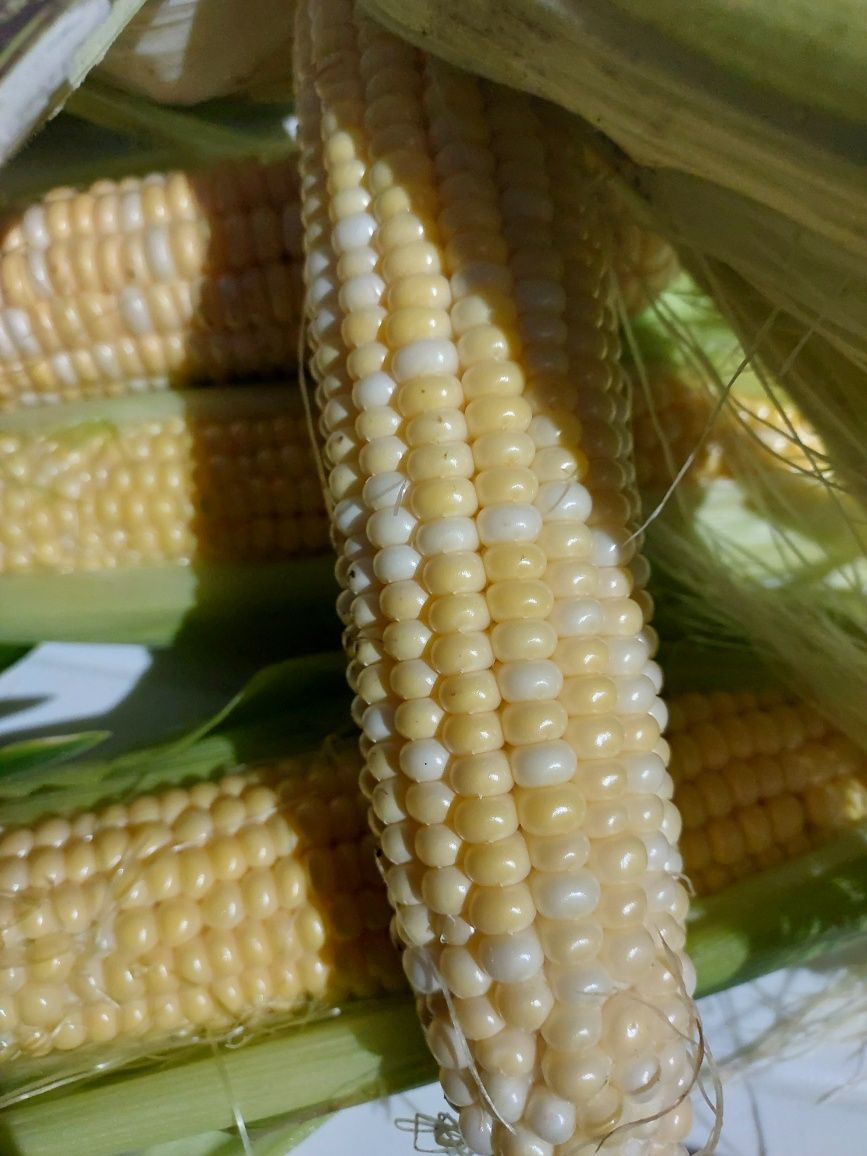 Продам солодку кукурудзу