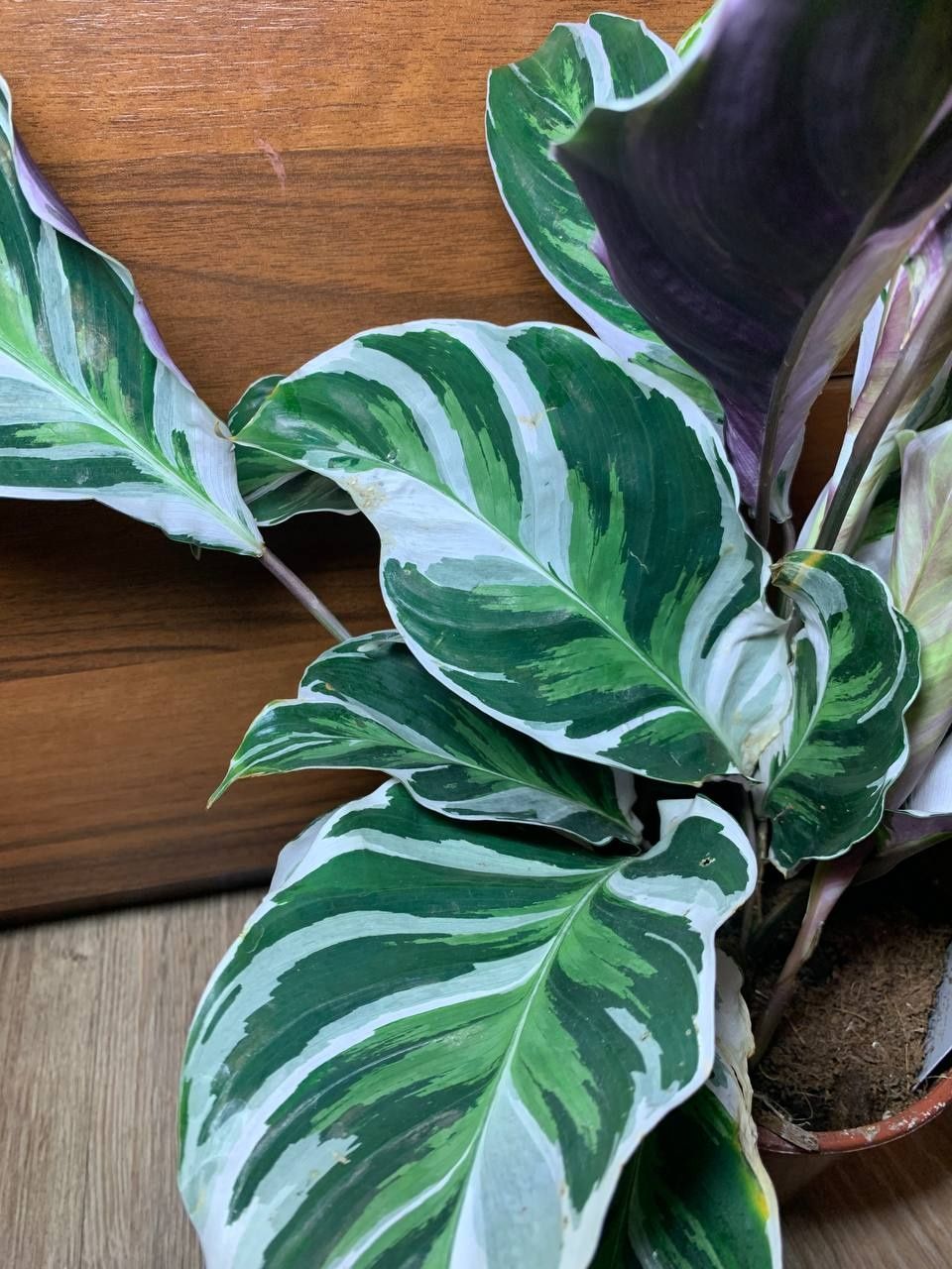 Калетея Фьюжн Вайт / Calathea Fusion White 50 см