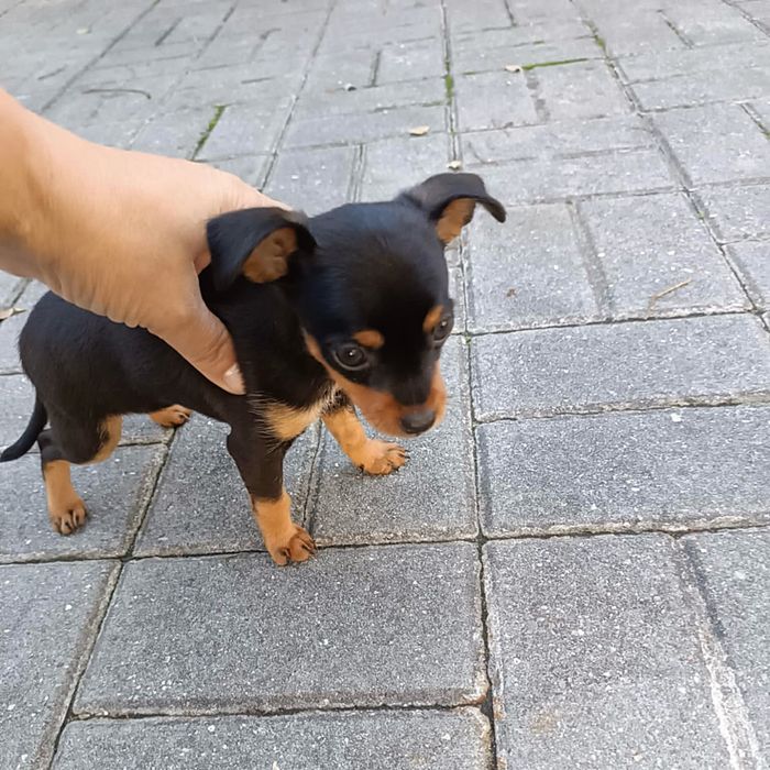 Pinscher super miniatura
