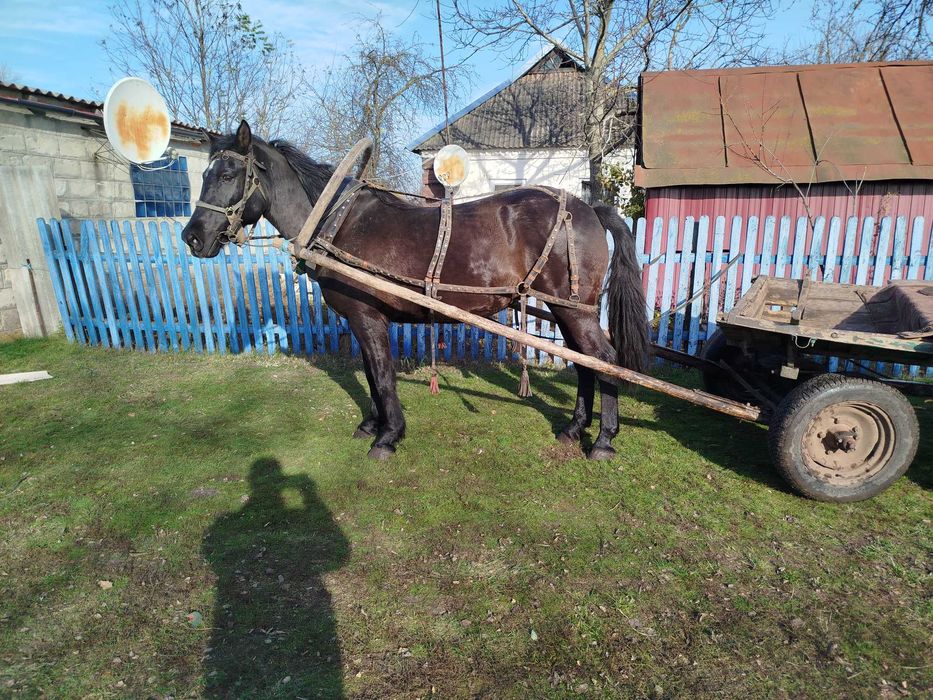Кобила конь жеребець лошадь