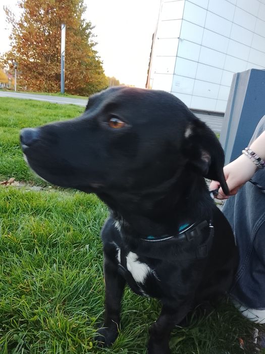 Oddam psa kundel mieszany z pitbull