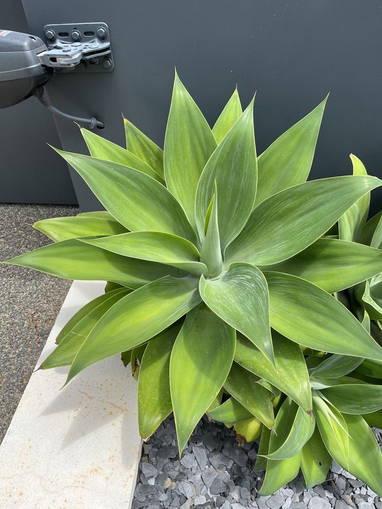 Agave Dragão - planta da Madeira