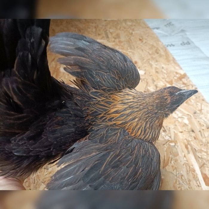 Петухи и инкубационное яйцо Люйкенданзи