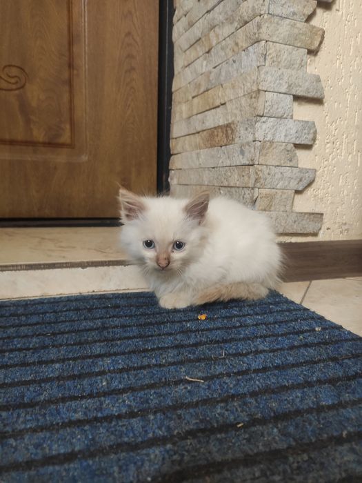 Віддам котиків в добрі руки!
