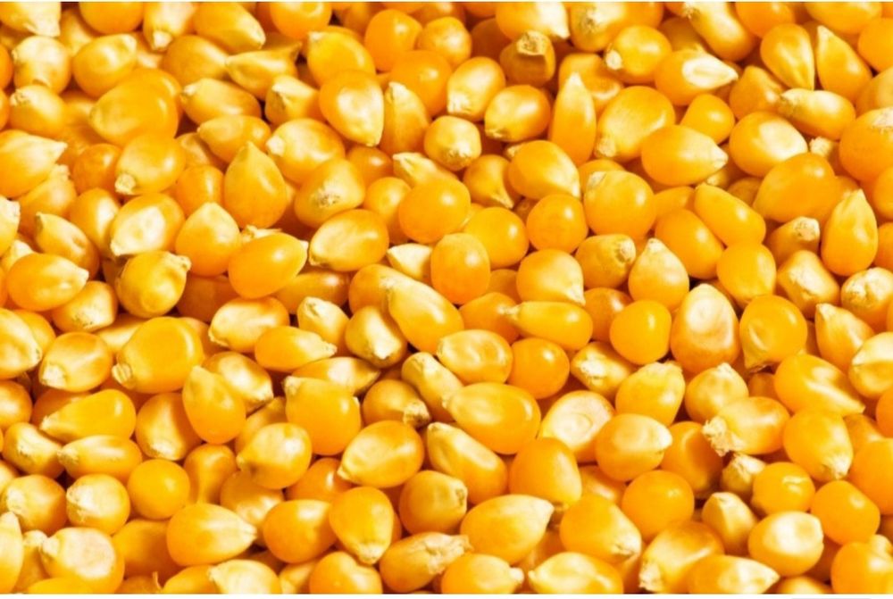 Kukurydza sucha po suszarni