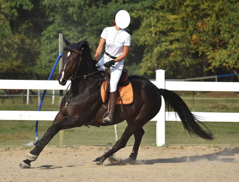 Lukas | Wałach SP Szlachetna Półkrew | 169 cm | 13 lat