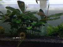 Bucephalandra coper roślina akwariowa!