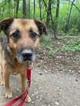 Kochany Gomez do adopcji