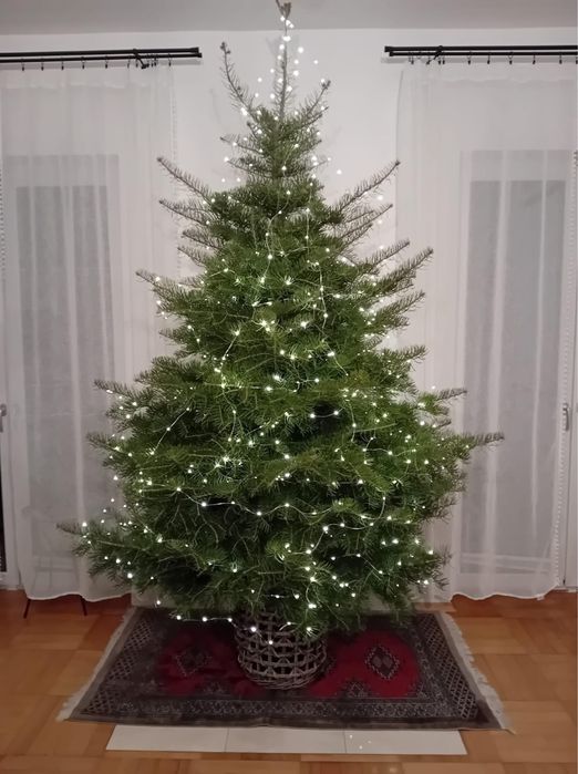 Wysokie choinki premium 3-4m jodła kalifornijska WŁASNA PLANTACJA