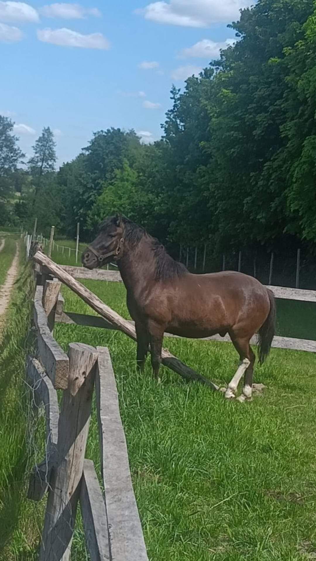 Sprzedam hucuła wałacha