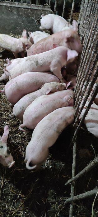 Продам поросята ландрас із пєтреном
