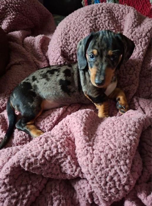 Хлопчик такса мраморний міні