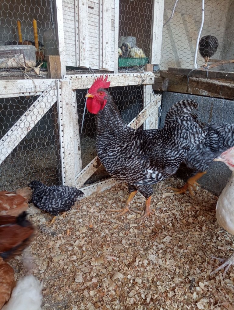 Pedrês portuguesa e marans