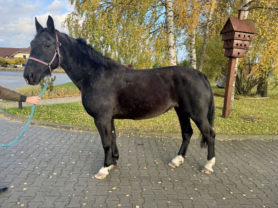 Klacz śląska do hodowli 8 lat