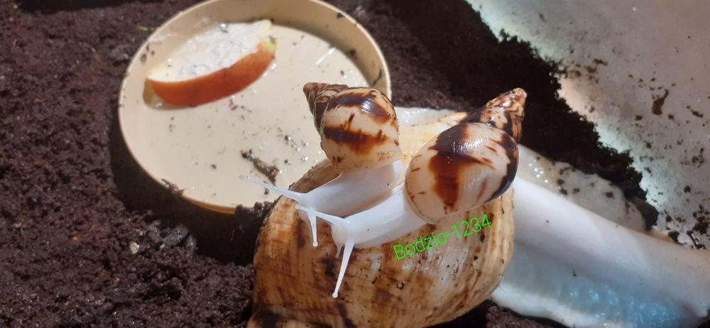 Gigantyczne ślimaki afrykańskie achatina Reticulata full albino.