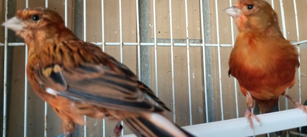 Casal de canários negros