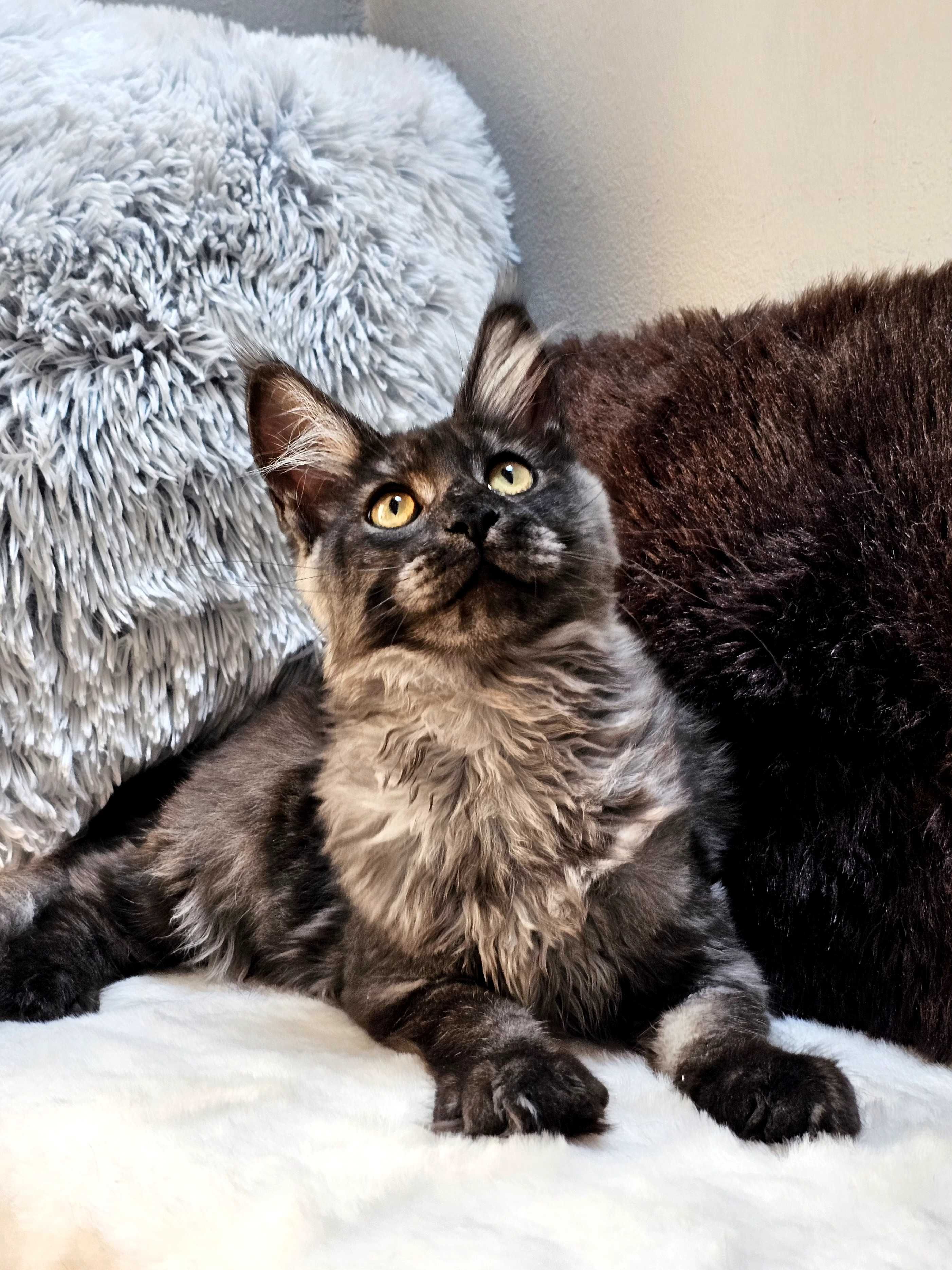 Kotka rasy Maine Coon - rodowód FPL
