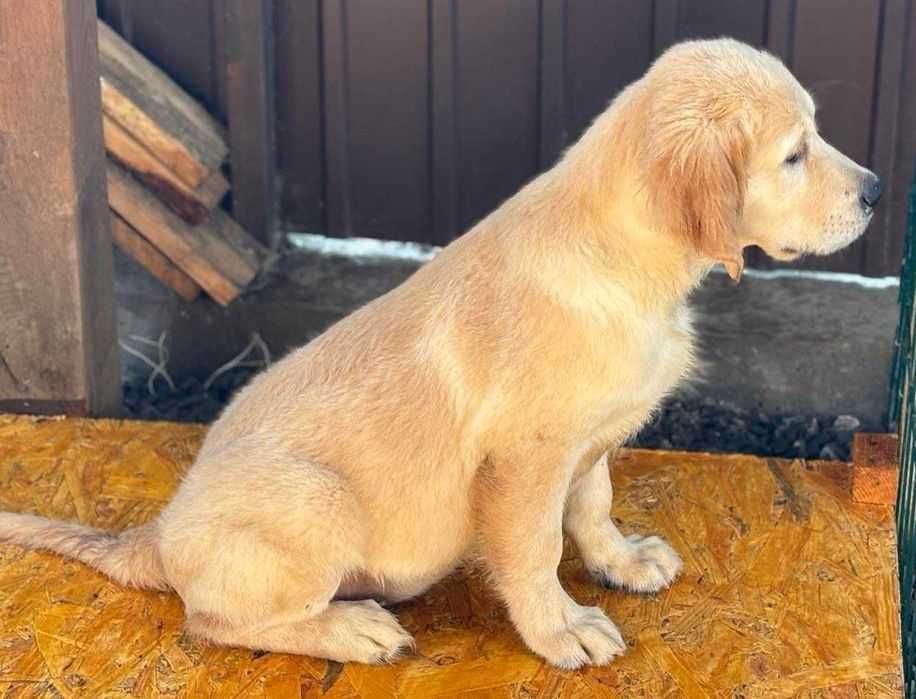 КСУ. Девочки голден ретривер.