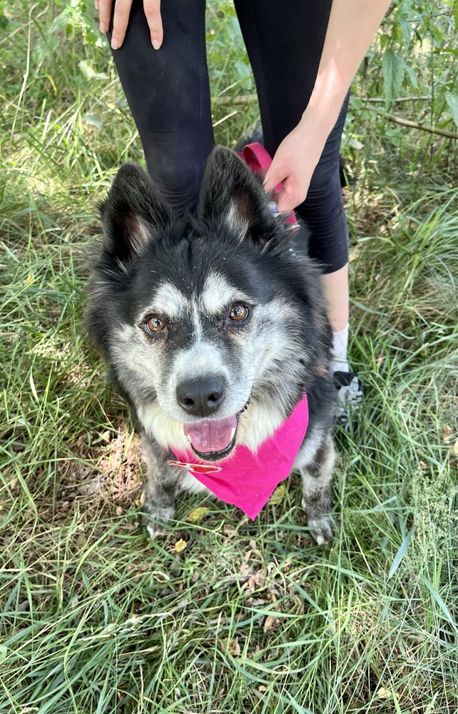 Hawana w typie husky do adopcji