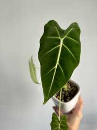 Alocasia alokazja micholitziana frydek