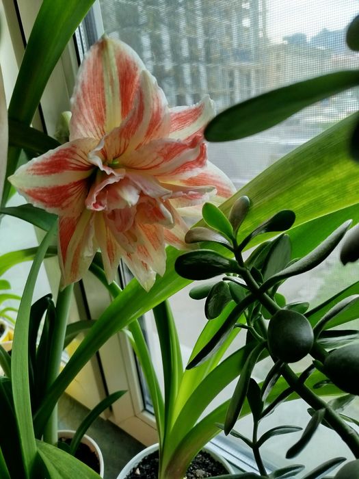 Гиппеаструм Клоун *Clown*, *Apple Blossom* , *Dancing Queen*