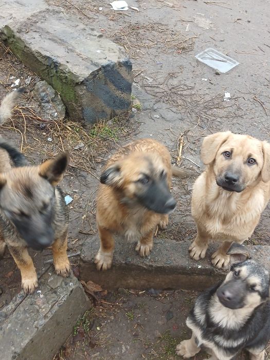 Щенки ищут хозяина