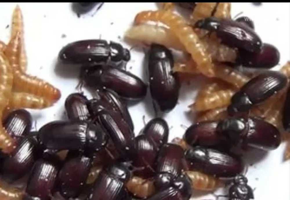 Жук Знахарь(живой корм)