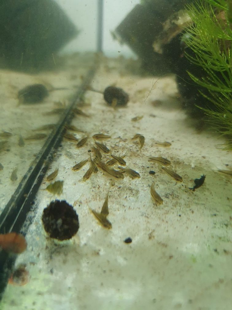 Kirys Pigmej Corydoras Pygmaeus Własna Hodowla WYSYŁKA Duża Ilość